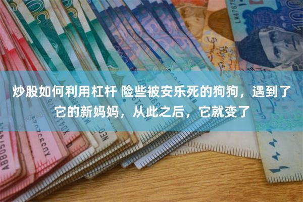 炒股如何利用杠杆 险些被安乐死的狗狗，遇到了它的新妈妈，从此之后，它就变了