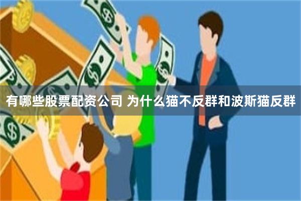 有哪些股票配资公司 为什么猫不反群和波斯猫反群